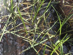 Sparganium americanum