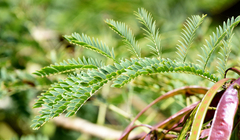Leucaena diversifolia