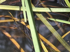 Sparganium americanum