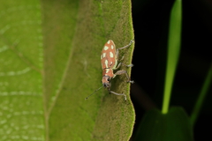Naupactus bellus
