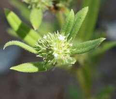 Spermacoce brachystema