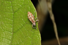 Naupactus bellus