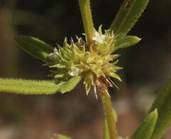 Spermacoce brachystema