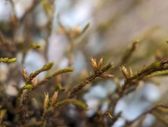 Cryphaea glomerata