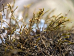 Cryphaea glomerata