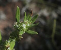Spermacoce brachystema