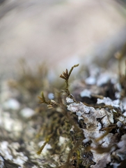 Cryphaea glomerata
