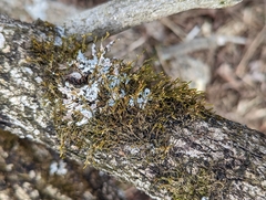 Cryphaea glomerata