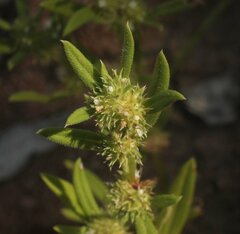 Spermacoce brachystema