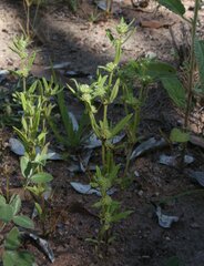 Spermacoce brachystema