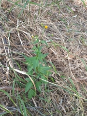 Bidens pilosa pilosa