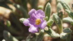 Nama hispida spathulata