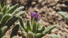 Nama hispida spathulata