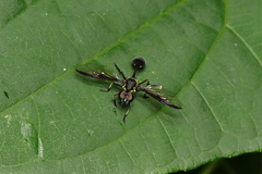 Salpingogaster nigra