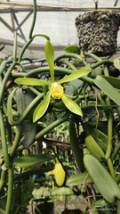 Vanilla phaeantha