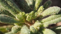 Nama hispida spathulata