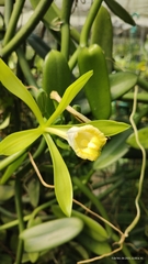 Vanilla phaeantha