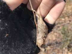 Callosamia promethea