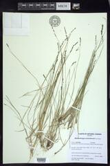 Muhlenbergia richardsonis