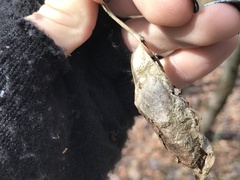 Callosamia promethea