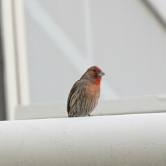 Haemorhous mexicanus