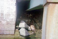 Zalophus californianus