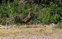 Dasyornis broadbenti