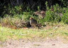Dasyornis broadbenti