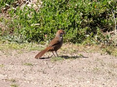 Dasyornis broadbenti