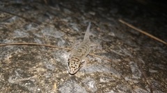 Dixonius siamensis