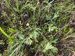 Ranunculus californicus