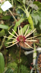 Cirrhopetalum