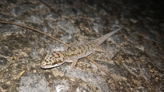 Dixonius siamensis