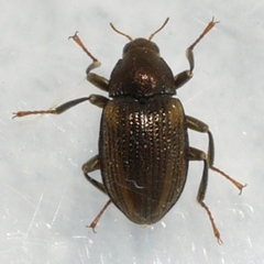 Optioservus