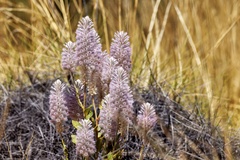 Ptilotus exaltatus
