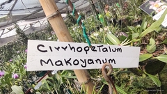 Cirrhopetalum