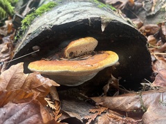Fomitopsis