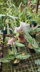 Paphiopedilum