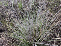 Nassella pulchra