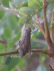 Insecta