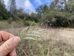 Perideridia kelloggii