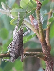 Insecta