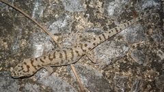 Dixonius siamensis