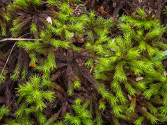 Dendroligotrichum tongariroense