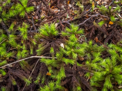 Dendroligotrichum tongariroense