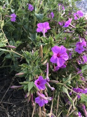 Mirabilis viscosa