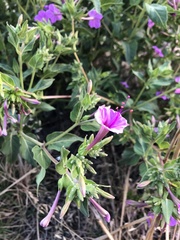 Mirabilis viscosa