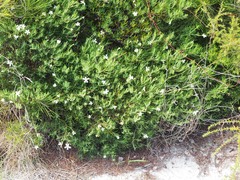 Ricinocarpos pinifolius