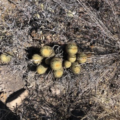 Coryphantha erecta