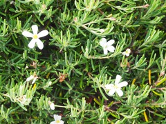 Ricinocarpos pinifolius